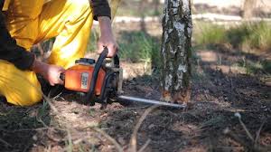 Best Commercial Tree Services  in Los Banos, CA