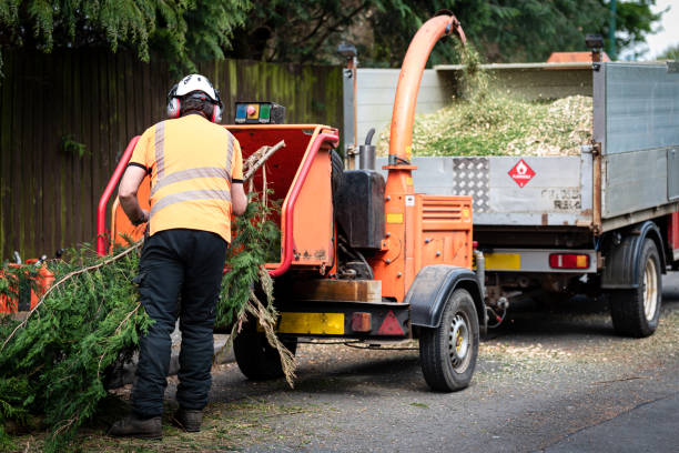 Best Tree Removal  in Los Banos, CA