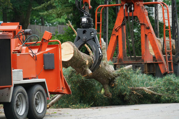 Best Lawn Watering Services  in Los Banos, CA