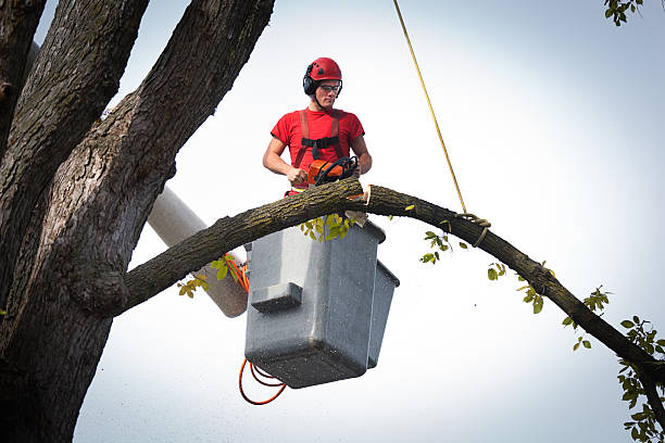 Best Storm Damage Tree Cleanup  in Los Banos, CA