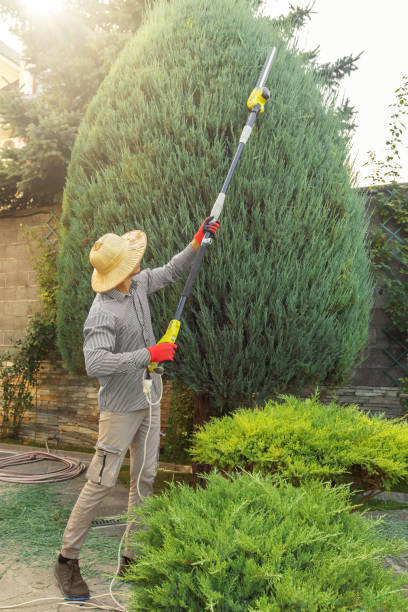 Best Tree Preservation Services  in Los Banos, CA