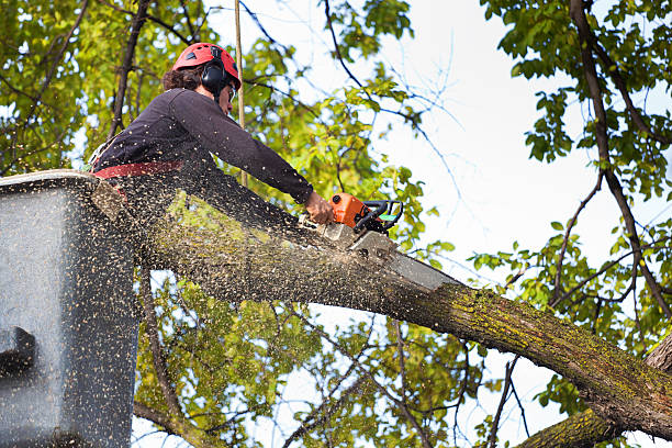 Best Tree Risk Assessment  in Los Banos, CA